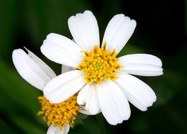 Why Bidens Pilosa Is the Retinol Alternative Your Skin Needs