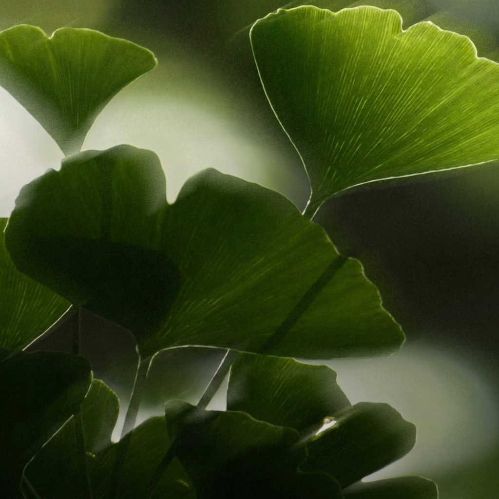 Botanical Extracts in Skincare: Nature's Most Powerful Ingredients
